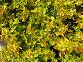 Mardi Gras Abelia